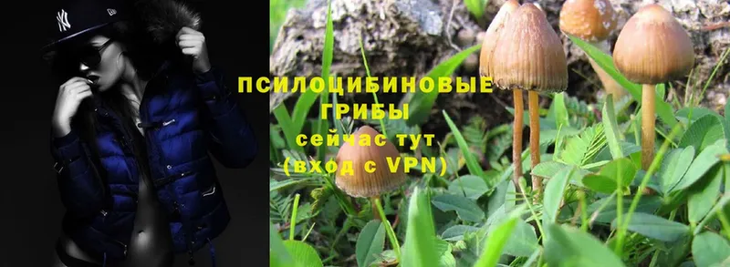 что такое наркотик  Жуковка  Галлюциногенные грибы Psilocybine cubensis 